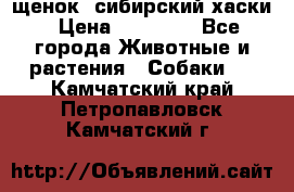 щенок  сибирский хаски › Цена ­ 12 000 - Все города Животные и растения » Собаки   . Камчатский край,Петропавловск-Камчатский г.